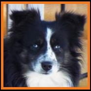 bet mini aussie- blue eyed black tri miniature australian shepherd male
Wild Oaks Ima Lil Texas standing at Ghost Eye Mini Aussies- Packetranch- Sask., Canada