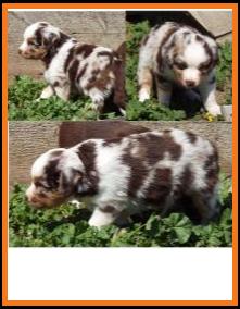 blue eyed red merle harlequin miniature australian shepherd-bet lines- 5 weeks old
Ghost Eye Mini Aussies-Sask., Canada