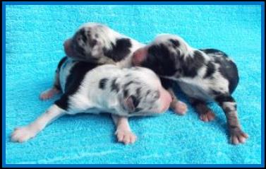 blue eyed red merle harlequin miniature australian shepherd-bet lines- 5 weeks old
Ghost Eye Mini Aussies-Sask., Canada