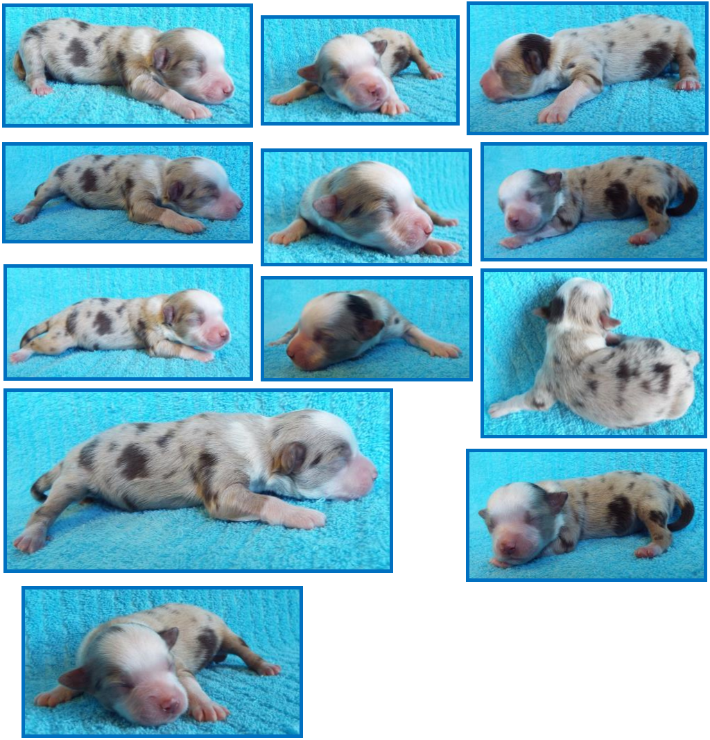 Text Box: 5 weeks old