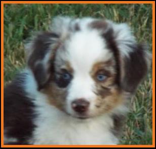 blue eyed red merle miniature australian shepherd pup- 8 weeks old
Ghost Eye Mini Aussies- Sask., Canada