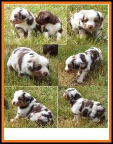 blue eyed blue merle harlequin male miniature australian shepherd pup-bet-4 weeks
Ghost Eye Mini Aussies-Sask., Canada