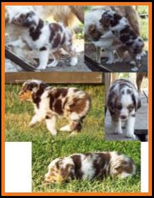 blue eyed red merle miniature australian shepherd pup- 7 weeks old
Ghost Eye Mini Aussies, Sask., Canada
