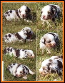 blue eyed red merle harlequin miniature australian shepherd- 3weeks old
Ghost Eye Mini Aussies-Sask., Canada