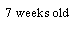 Text Box: 7 weeks old
