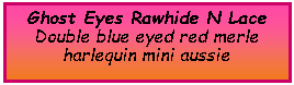 Text Box: Ghost Eyes Rawhide N LaceDouble blue eyed red merle harlequin mini aussie