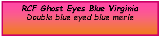 Text Box: RCF Ghost Eyes Blue VirginiaDouble blue eyed blue merle