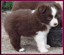 blue eyed red merle miniature australian shepherd pup- 7 weeks old
Ghost Eye Mini Aussies, Sask., Canada