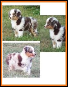 blue eyed red merle miniature australian shepherd pup- 8 weeks old
Ghost Eye Mini Aussies- Sask., Canada