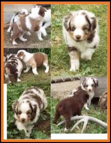 blue eyed red merle miniature australian shepherd pup- bet lines- 6 weeks old
Ghost Eye Mini Aussies- Sask., Canada
