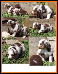blue eyed red merle harlequin miniature australian shepherd-bet lines- 5 weeks old
Ghost Eye Mini Aussies-Sask., Canada