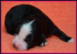 blue eyed red merle miniature australian shepherd pup- 8 weeks old
Ghost Eye Mini Aussies- Sask., Canada