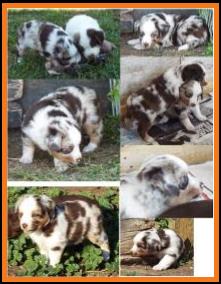 blue eyed red merle harlequin miniature australian shepherd-bet lines- 5 weeks old
Ghost Eye Mini Aussies-Sask., Canada
