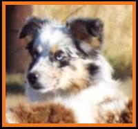 Overgaard Ghost Eye Skye-blue eyed blue merle miniature australian shepherd pup- 7 months
Ghost Eye Mini Aussies- Sask., Canada