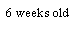 Text Box: 6 weeks old