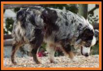 Cedar Crest Ghost Eye Jessie- Aug. 2014
Blue merle miniature australian shepherd- Ghost Eye Mini Aussies Sask., Canada.