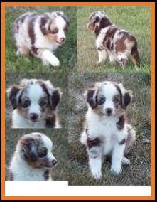 blue eyed red merle miniature australian shepherd pup- 8 weeks old
Ghost Eye Mini Aussies- Sask., Canada