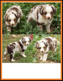 blue eyed red merle miniature australian shepherd pup- bet lines- 6 weeks old
Ghost Eye Mini Aussies- Sask., Canada
