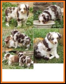 blue eyed red merle miniature australian shepherd pup- bet lines- 6 weeks old
Ghost Eye Mini Aussies- Sask., Canada
