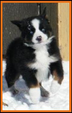 pup 3 @ 7weeks old-double blue eyed black tri male mini aussie pup for sale. Red factored. Bred by Ghost Eye Mini Aussies in Sask., Canada.
