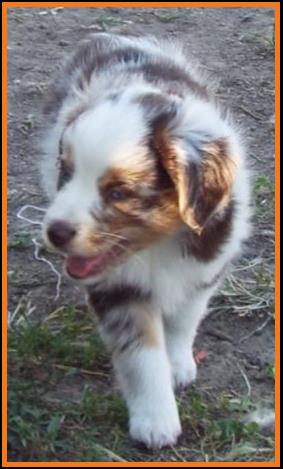 blue eyed red merle miniature australian shepherd pup- 7 weeks old
Ghost Eye Mini Aussies, Sask., Canada