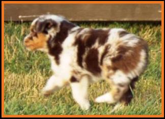 blue eyed red merle miniature australian shepherd pup- 7 weeks old
Ghost Eye Mini Aussies, Sask., Canada