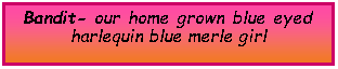 Text Box: Bandit- our home grown blue eyedharlequin blue merle girl