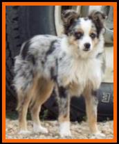 Spur- blue merle toy aussie-6 months