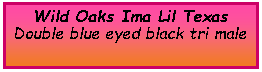 Text Box: Wild Oaks Ima Lil TexasDouble blue eyed black tri male