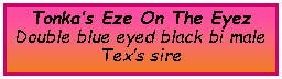 Text Box: Tonka�s Eze On The EyezDouble blue eyed black bi maleTex�s sire