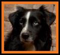 Tex's sire- Tonka's Eze On The Eyez
double blue eyed black bi miniature australian shepherd-resides in Germany