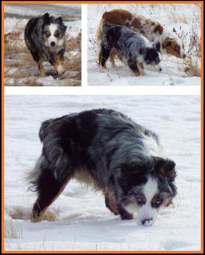 blue eyed blue merle miniature australian shepherd- bet lines
Cedar Crest Ghost Eye Jessie- Ghost Eye Mini Aussies- Sask., Canada
