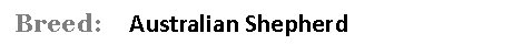 Text Box:  Breed:    Australian Shepherd