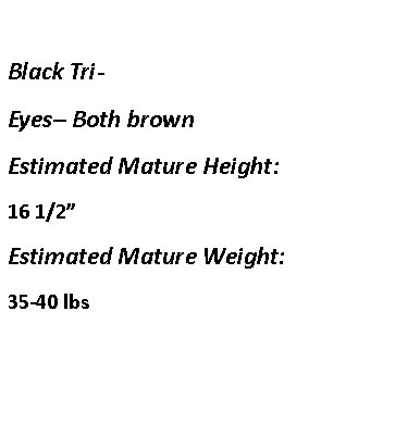 Text Box: Black Tri-  Eyes– Both brownEstimated Mature Height:16 1/2”Estimated Mature Weight:35-40 lbs