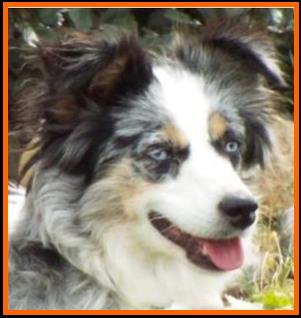 blue eyed blue merle mini aussie- Cedar Crest Ghost Eye Jessie- packetranch.com