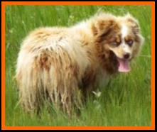 Lacey- red merle harlequin mini aussie-1 year