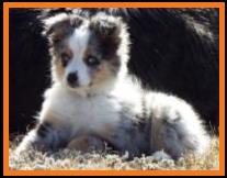 blue eyed blue merle miniature australian shepherd- 12 weeks old
Ghost Eye Spur's Got Some Bling- Ghost Eye Mini Aussies- Sask., Canada
