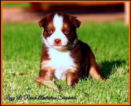 double blue eyed red tri miniature australian shepherd- bet mini aussie- Lazy D Ghost Eye's Fire N Ice- Ghost Eye Mini Aussies- packetranch.com- Sask., Canada