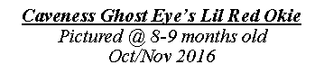 Text Box: Caveness Ghost Eye�s Lil Red OkiePictured @ 8-9 months oldOct/Nov 2016