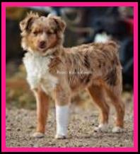 Ghost Eye's Tiger Lily - blue eyed red merle  Australian Shepherd of the toy aussie size- bet aussie lines- Ghost Eye Mini Aussies- Sask., Canada
