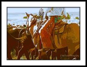 P.M. Packet Photography western photo art card
