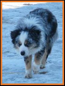 blue eyed blue merle mini aussie
Cedar Crest Ghost Eye Jessie