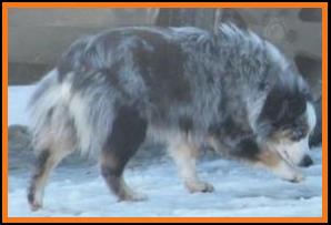 blue eyed blue merle mini aussie
Cedar Crest Ghost Eye Jessie