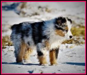 Ghost Eye Mini Aussies- homebred baby- BET Miniature Australian Shepherd lines- packetranch.com - Sask., Canada