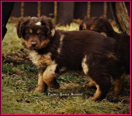 Ghost Eye Mini Aussies- homebred baby- BET Miniature Australian Shepherd lines- packetranch.com - Sask., Canada