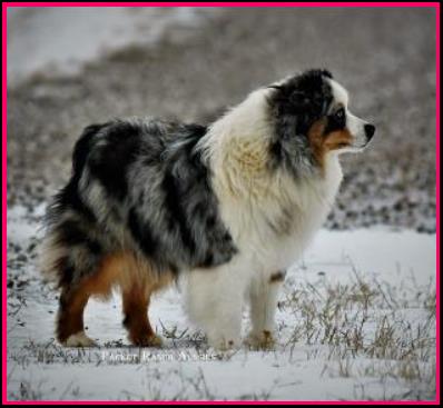 Ghost Eye Mini Aussies- homebred baby- BET Miniature Australian Shepherd lines- packetranch.com - Sask., Canada