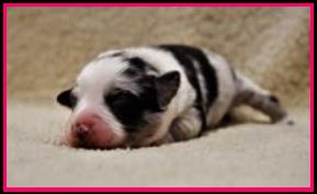 Ghost Eye Mini Aussies- homebred baby- BET Miniature Australian Shepherd lines- packetranch.com - Sask., Canada