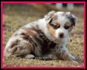 Ghost Eye Mini Aussies- homebred baby- BET Miniature Australian Shepherd lines- packetranch.com - Sask., Canada