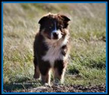 Ghost Eye Mini Aussies- homebred baby- BET Miniature Australian Shepherd lines- packetranch.com - Sask., Canada