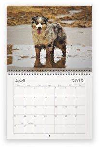 2019 Australian Shepherd Calendar- featuring Toy, Mini & Standard Aussies- Packetranch.com